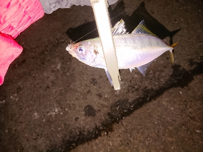 アジも厳しくなってきました