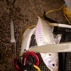 短時間アジング