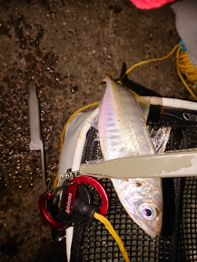 短時間アジング