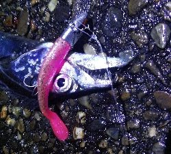 タチウオテンヤ爆釣