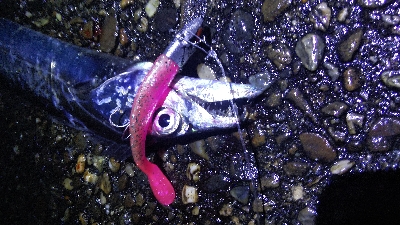 タチウオテンヤ爆釣