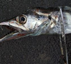 釣果は納得やけど内容はイマイチ不満