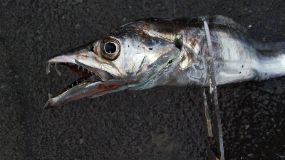 釣果は納得やけど内容はイマイチ不満