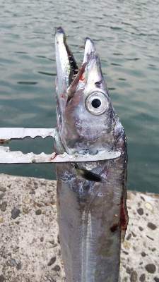 色々な合わせ技で釣れる日