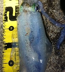 仕事終わりエギング