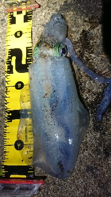 仕事終わりエギング