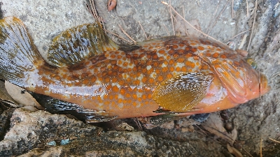 午後からエギングに出撃