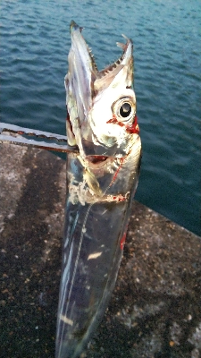 北風の中、厳しいタチウオテンヤ