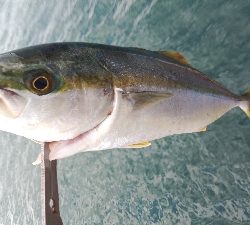 タチウオは釣れずツバスが釣れました