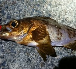 ちょこっとメバリング