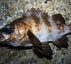 仕事終わりメバリング