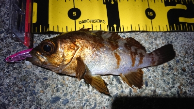 今日も夜に出撃