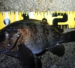 一時間ほどメバリング