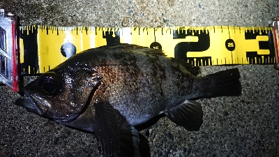 一時間ほどメバリング