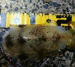 仕事終わりエギング