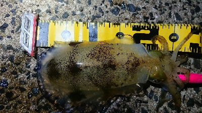 仕事終わりエギング