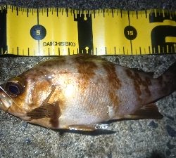 朝マズメ、メバリング