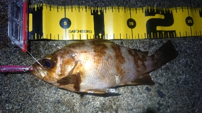 朝マズメ、メバリング