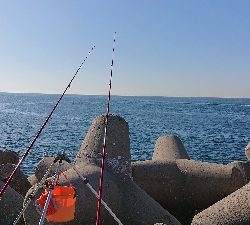 リベンジ、カレイ釣り