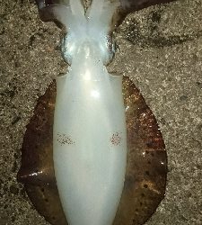 あと、もうひといき