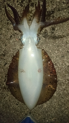 あと、もうひといき