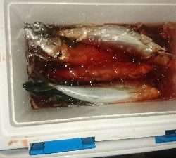 久しぶりの投げサビキ