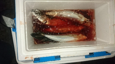 久しぶりの投げサビキ