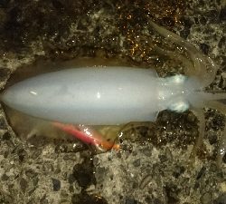 ガソリン入れるついでに