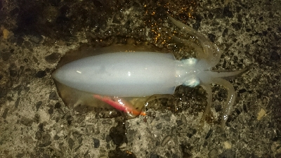 ガソリン入れるついでに