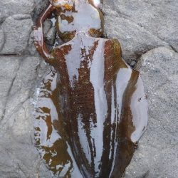 釣場清掃前後にエギングへ