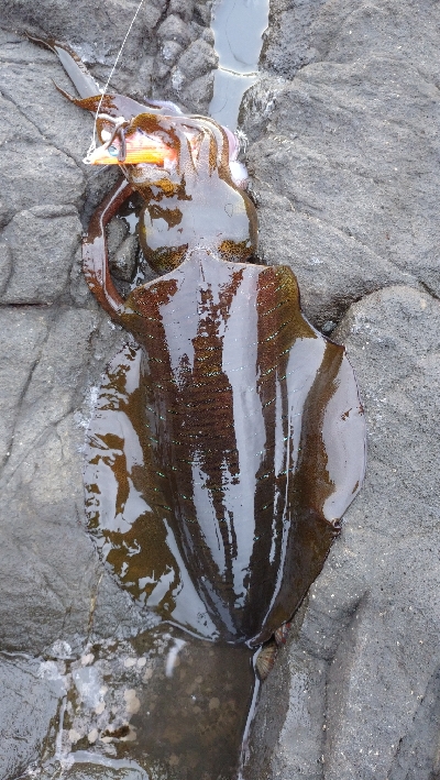 釣場清掃前後にエギングへ