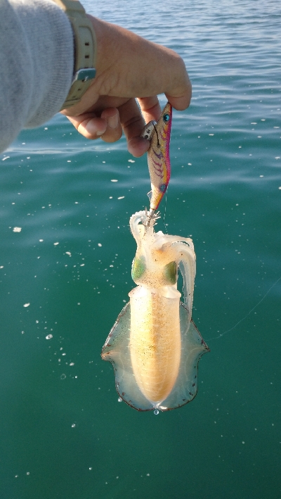 秋イカボートエキング