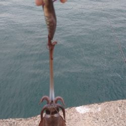 午後からエキング