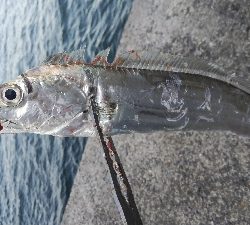 テンヤでタチウオ