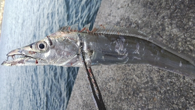 テンヤでタチウオ