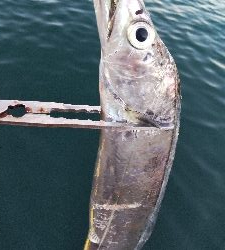 渋いながらも貴重なタチウオが釣れました