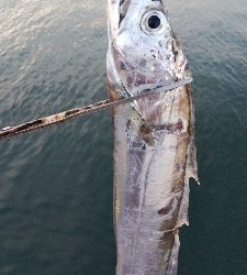 スレたタチウオは難しい