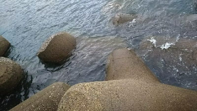 ガシラ狙いのはずが