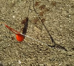 朝のチョイ投げ