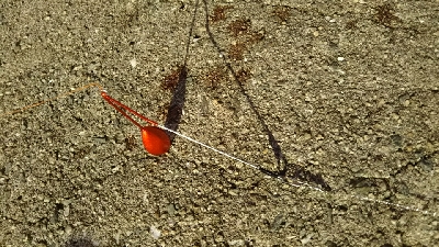 朝のチョイ投げ