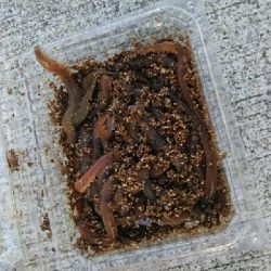 今日もチョイ投げ