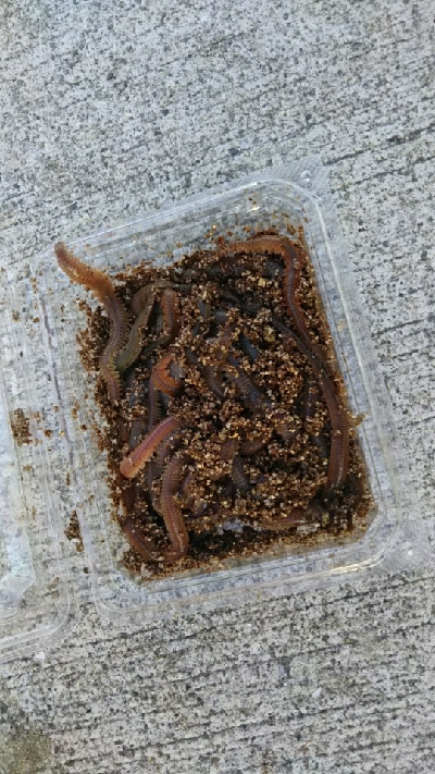 今日もチョイ投げ