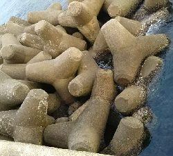 ガシラ狙いのはずが