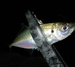 アジングにカマスも追加!