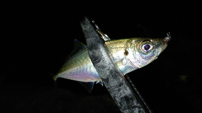 アジングにカマスも追加！