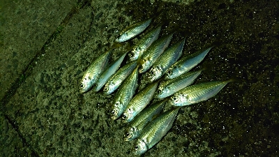 風の中アジング