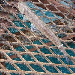 爆風&荒波!ヤエン&ジグサビキ5種目