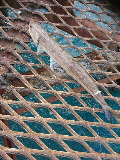 爆風＆荒波！ヤエン＆ジグサビキ5種目