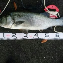 ヒラスズキ71㎝ゲット!!