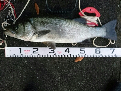 ヒラスズキ71㎝ゲット！！